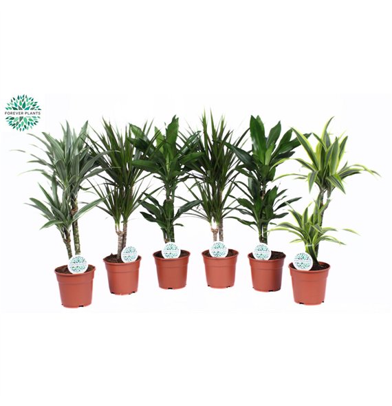 Miks lončnic Groenmix Barbosa p17 1 pp 60cm 17cm Q3621