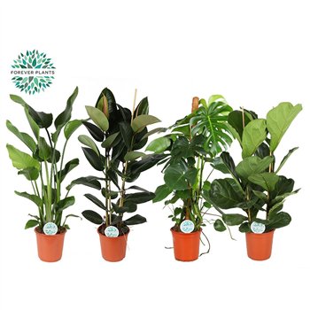 Miks lončnic green Groenmix Forest p24 2 pp 130cm 24cm Q3624