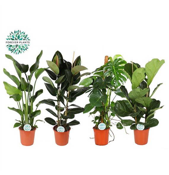 Miks lončnic green Groenmix Forest p24 2 pp 130cm 24cm Q3624