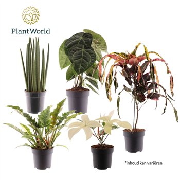 Miks lončnic green Luxury mix P19 other pp 50cm 19cm Q3629