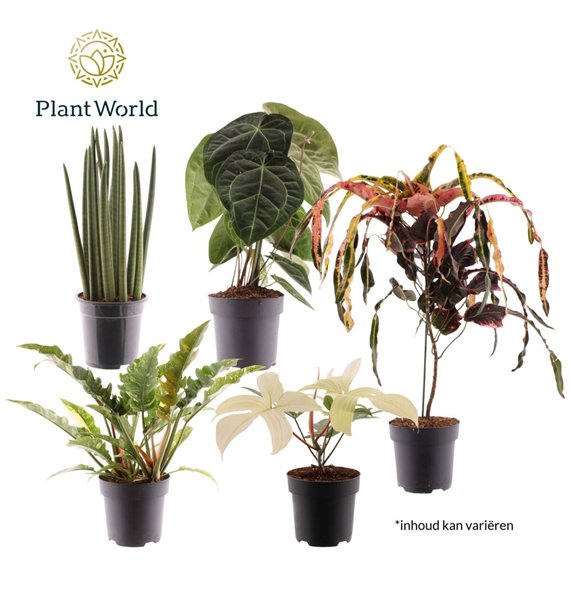 Miks lončnic green Luxury mix P19 other pp 50cm 19cm Q3629