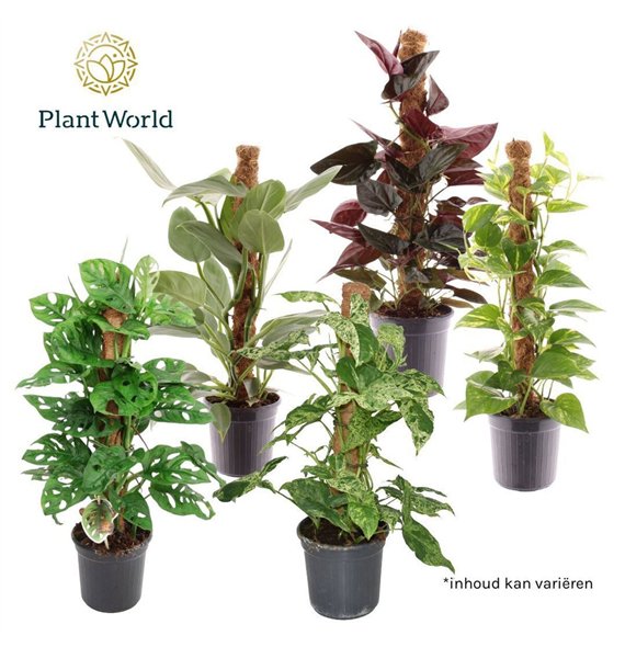 Miks lončnic green Mosstok Mix 2 pp 60cm 16cm Q3639