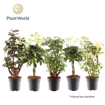 Miks lončnic green Polyscias branched and Šeflera braided stem mix 1 pp 60cm 17cm Q3646