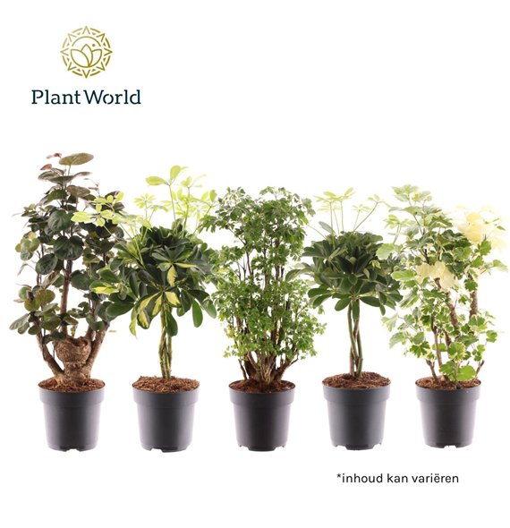 Miks lončnic green Polyscias branched and Šeflera braided stem mix 1 pp 60cm 17cm Q3646