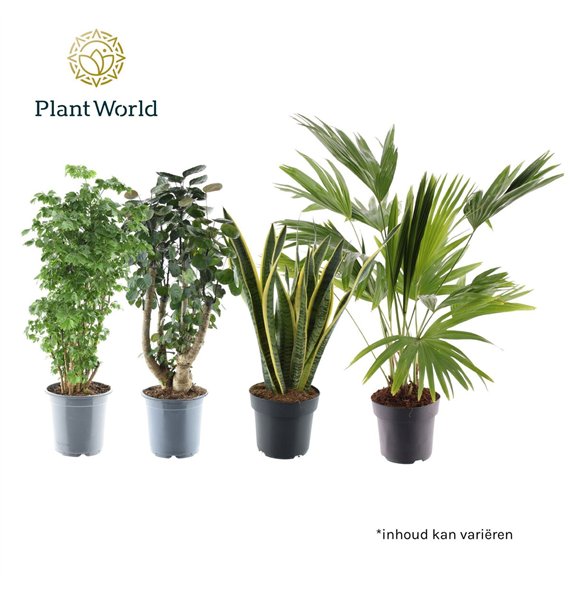 Miks lončnic Groenmix Hawaii (several kinds) 1 pp 70cm 21cm Q3664