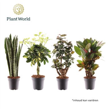 Miks lončnic Groenmix Santorini (several kinds) 2 pp 60cm 17cm Q3667