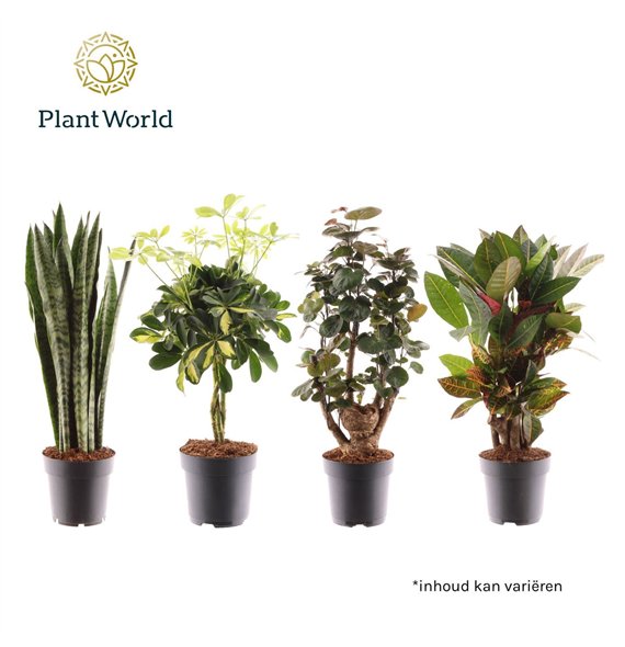 Miks lončnic Groenmix Santorini (several kinds) 2 pp 60cm 17cm Q3667