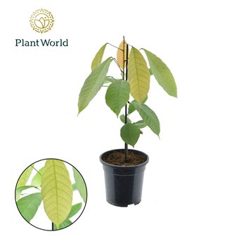 Miks lončnic Cacao Theobrama 1 pp without flower fl 60cm 19cm Q3679