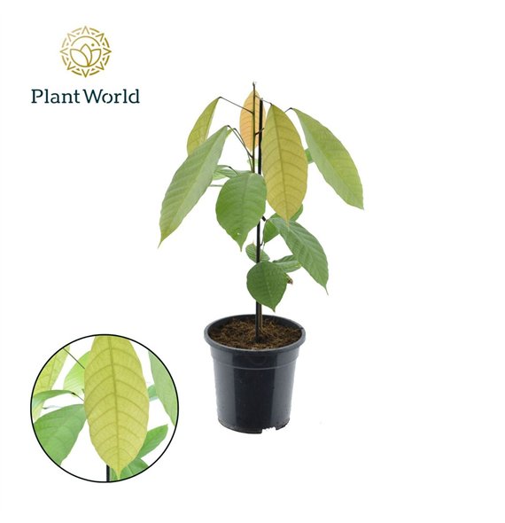 Miks lončnic Cacao Theobrama 1 pp without flower fl 60cm 19cm Q3679