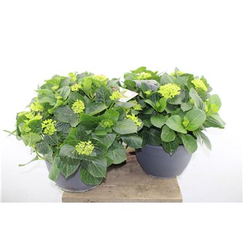 Hortenzija macr  mix 55cm 30cm Q3696