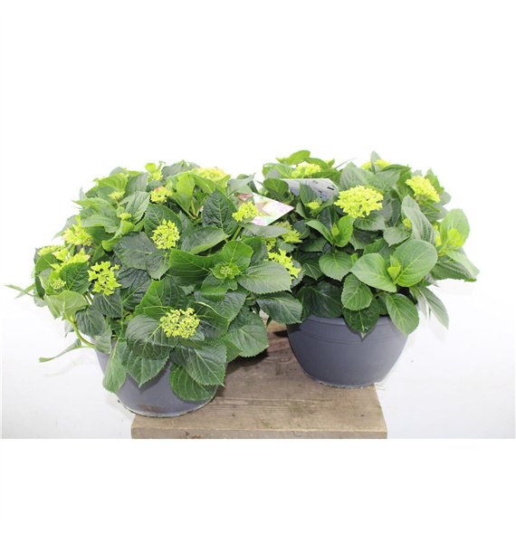 Hortenzija macr  mix 55cm 30cm Q3696