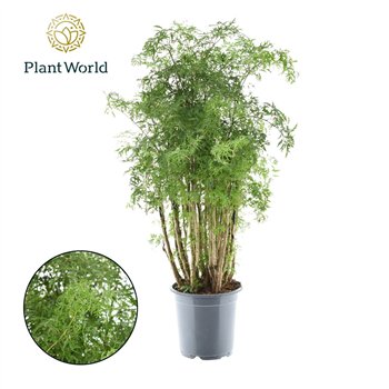 Polycias fruticosa Polyscias Hawaiiana Ming branched 80cm 21cm Q3697