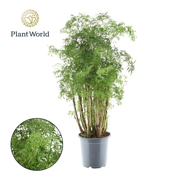 Polycias fruticosa Polyscias Hawaiiana Ming branched 80cm 21cm Q3697