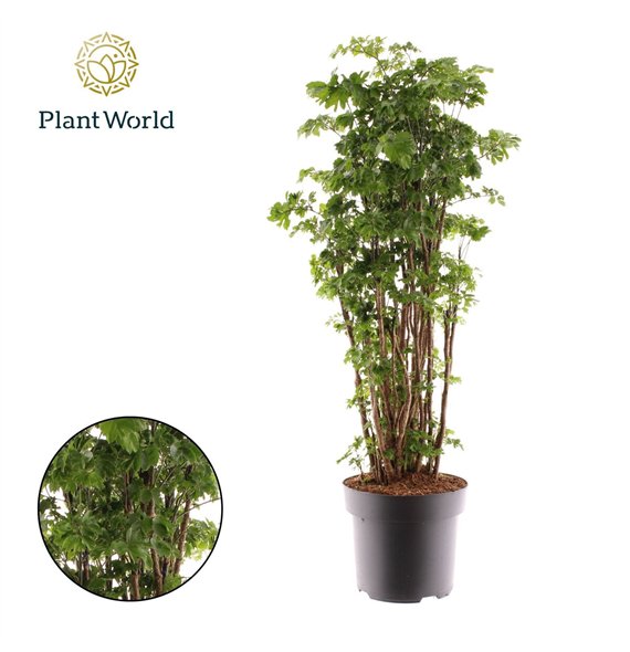 Polycias roble Polyscias Roble branched 1 pp 90cm 24cm Q3700