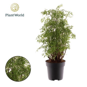 Polycias fruticosa Polyscias Hawaiiana Ming branched 1 pp 55cm 17cm Q3702