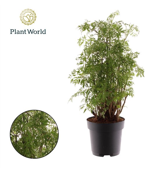 Polycias fruticosa Polyscias Hawaiiana Ming branched 1 pp 55cm 17cm Q3702