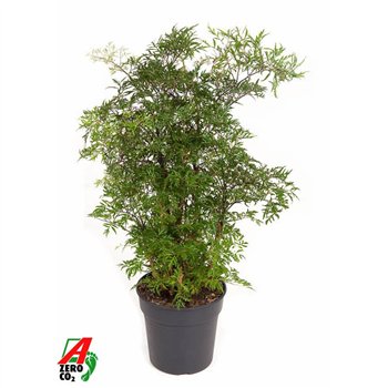 Polycias fruticosa Polyscias Ming branched P191 pp 70cm 19cm Q3703