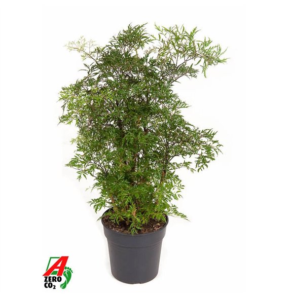 Polycias fruticosa Polyscias Ming branched P191 pp 70cm 19cm Q3703