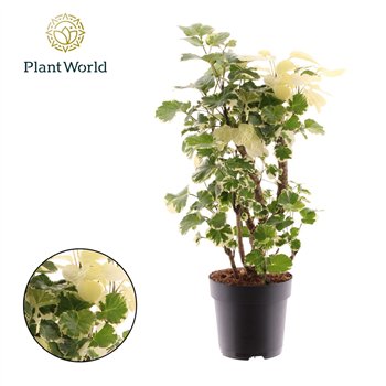 Polyscias Balfouriana branched 1 pp 45cm 17cm Q3705