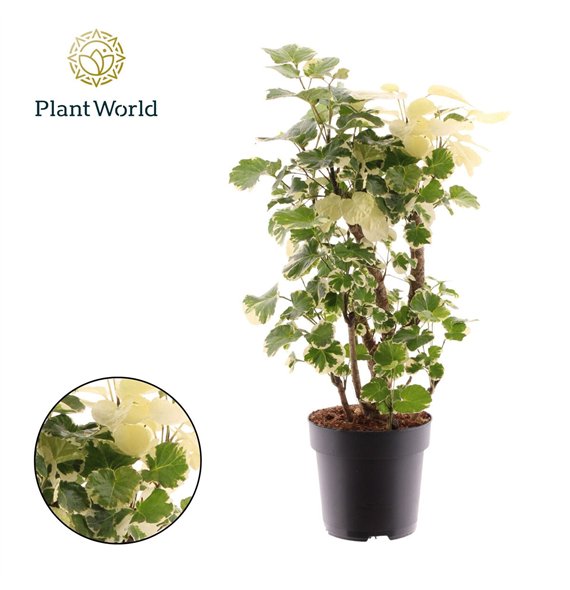 Polyscias Balfouriana branched 1 pp 45cm 17cm Q3705