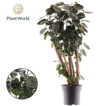 Polyscias fabian Fabian branched 1 pp 120cm 24cm Q3706