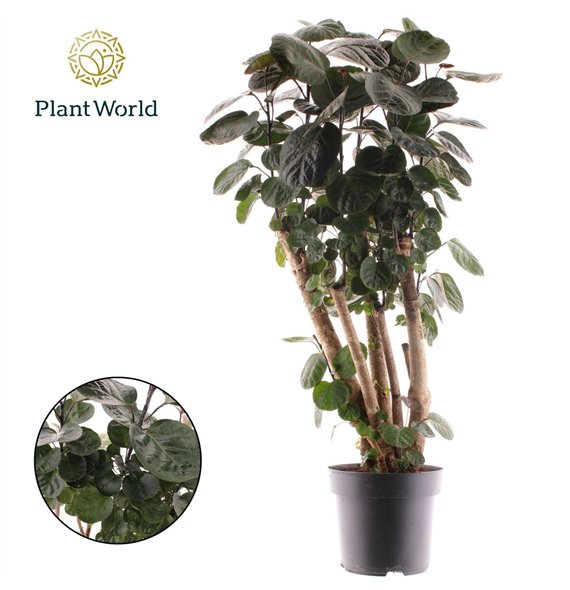 Polyscias fabian Fabian branched 1 pp 120cm 24cm Q3706