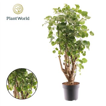 Polyscias balfourii Balfouriana branched 1 pp 80cm 21cm Q3709