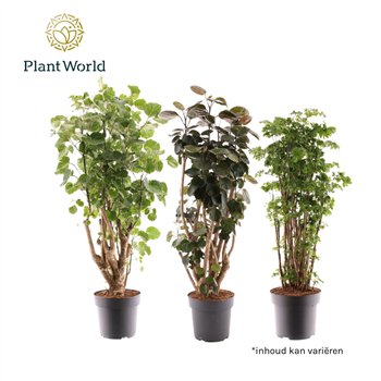 Polyscias 2-3 kinds mixed 1 pp 80cm 21cm Q3711