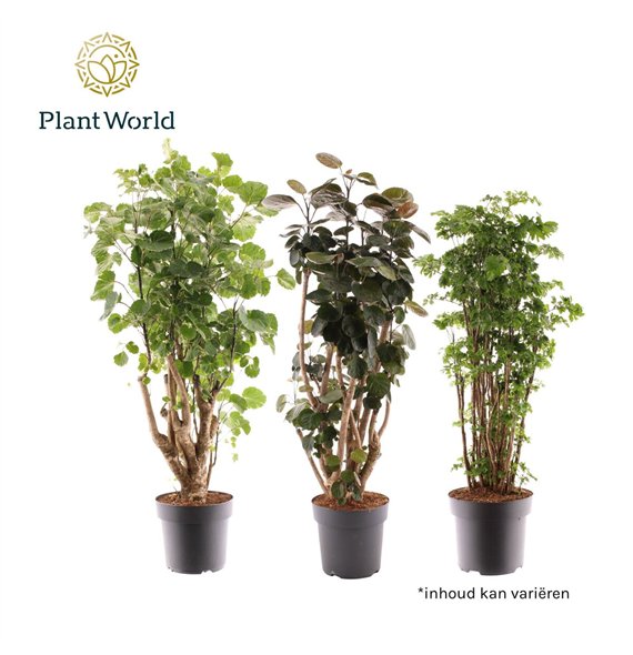 Polyscias 2-3 kinds mixed 1 pp 80cm 21cm Q3711