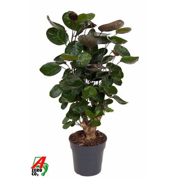 Polyscias fabian Fabian branched P191 pp 70cm 19cm Q3713