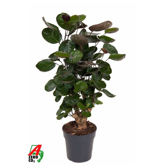 Polyscias fabian Fabian branched P191 pp 70cm 19cm Q3713