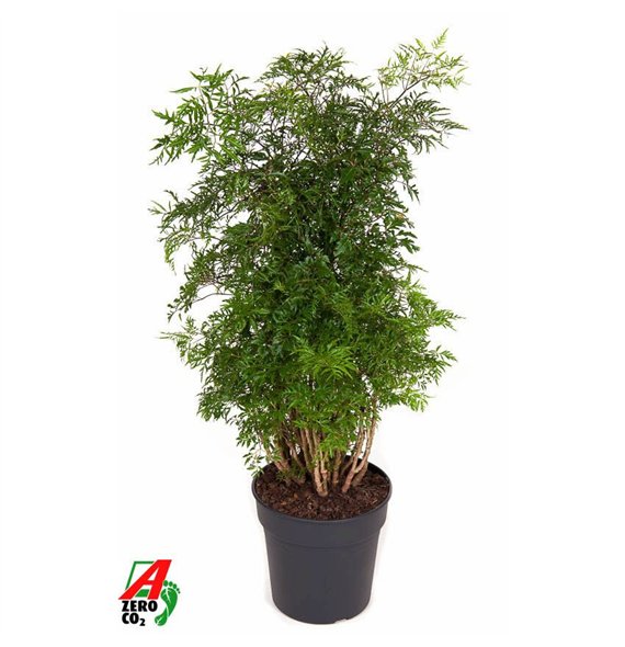Polyscias ming Ming branched P241 pp 90cm 24cm Q3714