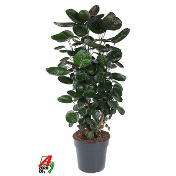 Polyscias fabian Fabian branched P271 pp 110cm 27cm Q3715