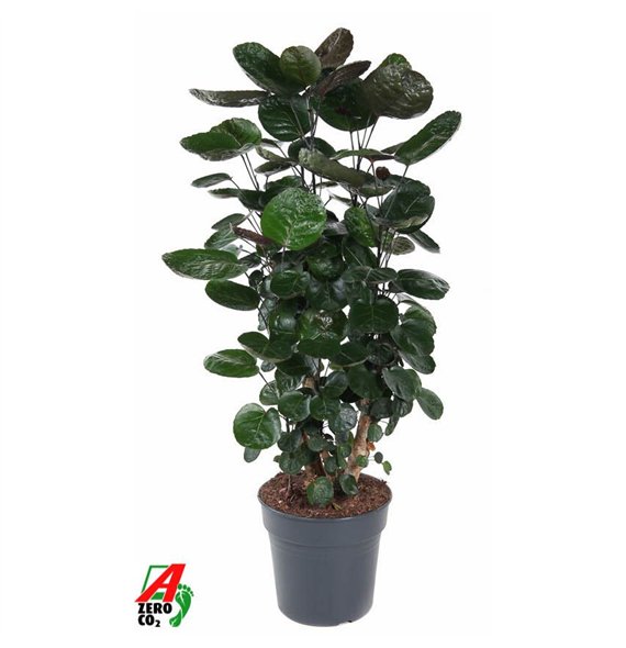 Polyscias fabian Fabian branched P271 pp 110cm 27cm Q3715