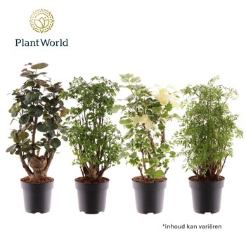 Polyscias branched 2-3 kinds mixed 1 pp 60cm 17cm Q3716