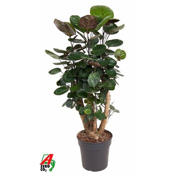 Polyscias fabian Fabian branched P241 pp 90cm 24cm Q3717