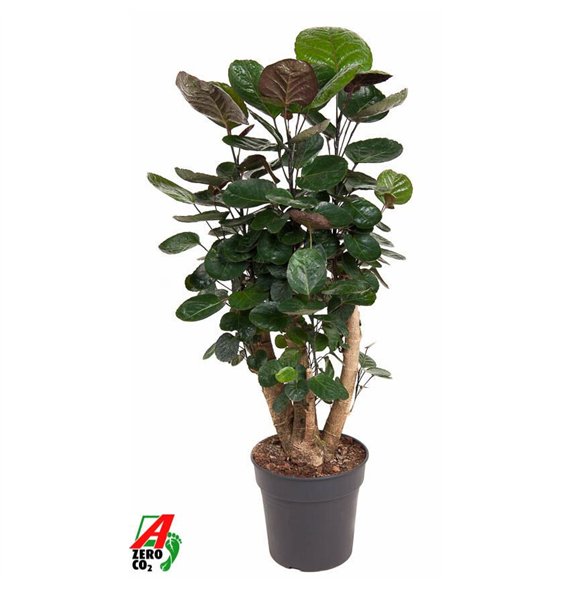 Polyscias fabian Fabian branched P241 pp 90cm 24cm Q3717