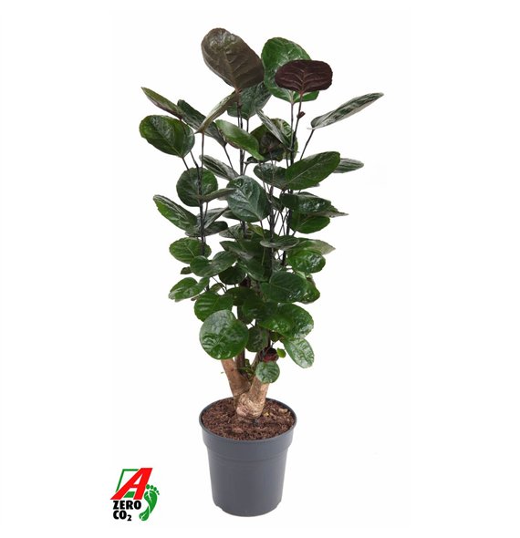 Polyscias fabian Fabian branched P211 pp 70cm 21cm Q3718