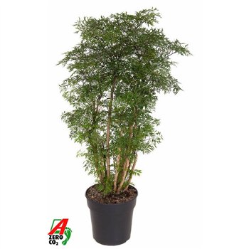 Polyscias ming Ming branched P271 pp 100cm 27cm Q3719