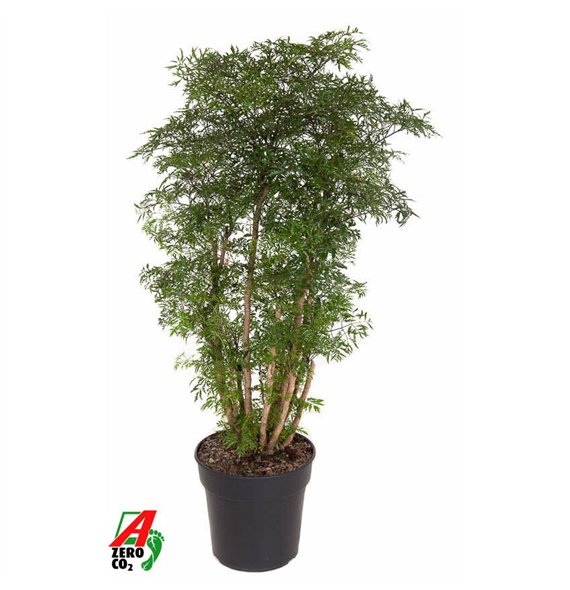 Polyscias ming Ming branched P271 pp 100cm 27cm Q3719