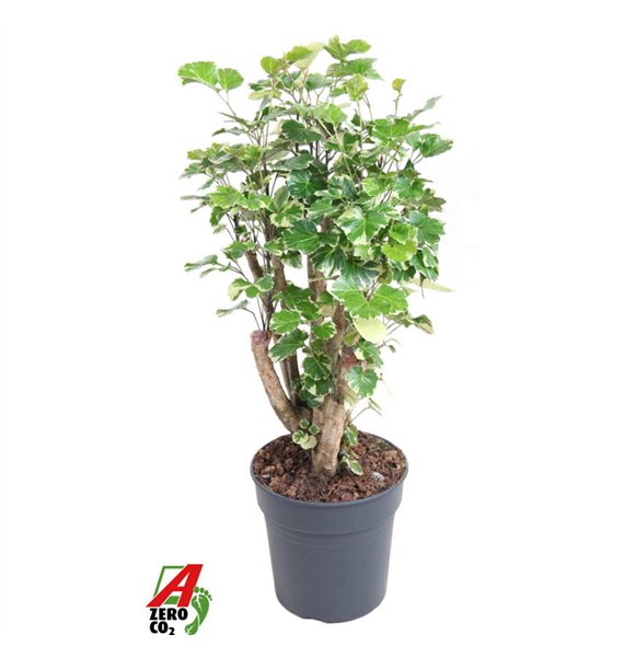 Polyscias balfourii Balfouriana branched P241 pp 90cm 24cm Q3722