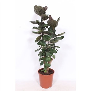 Polyscias fabian 120cm 24cm Q3737