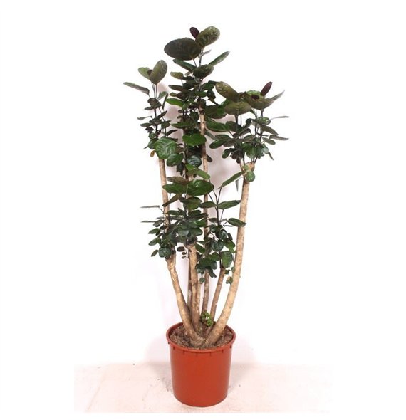 Polyscias fabian 170cm 34cm Q3739