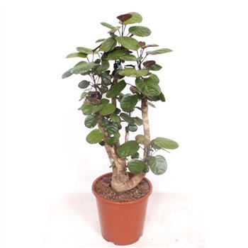 Polyscias fabian 120cm 27cm Q3740