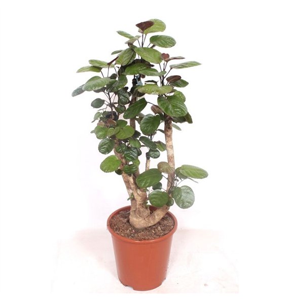 Polyscias fabian 120cm 27cm Q3740