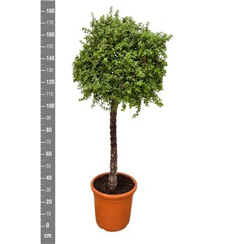 Portulacaria afra Afra - 190cm 190cm 40cm Q3741
