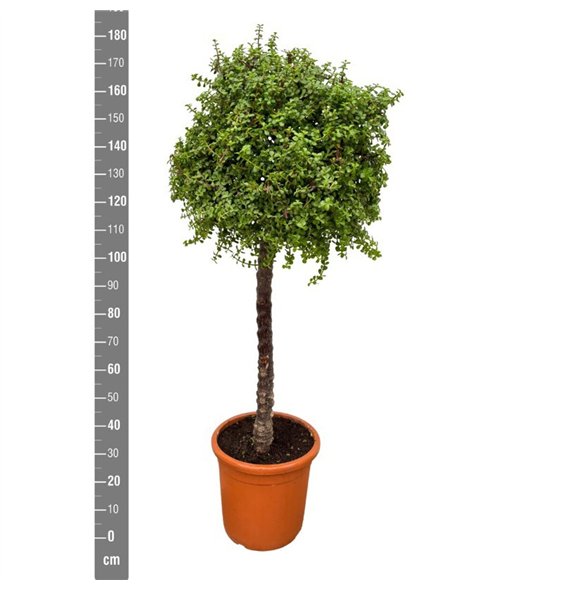 Portulacaria afra Afra - 190cm 190cm 40cm Q3741