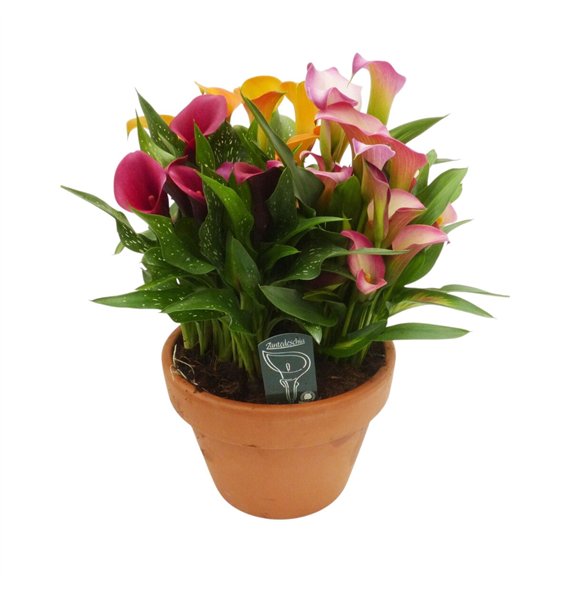 Kala 3 colours in een stenen terracotta kuip12 fl 50cm 25cm Q3934