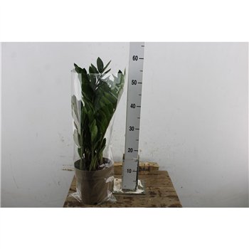 Zamija zamiifolia Zamiifolia 8+ 65cm 17cm Q3943