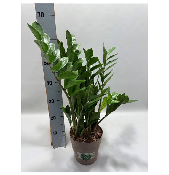 Zamija zamiifolia P17 65cm 8+ springs 8 stems plnt 65cm 17cm Q3945